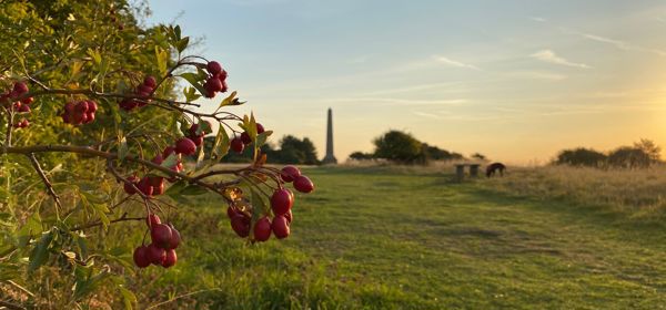 Rosehips in a hedgerow with the monument in the distance and an early morning sky