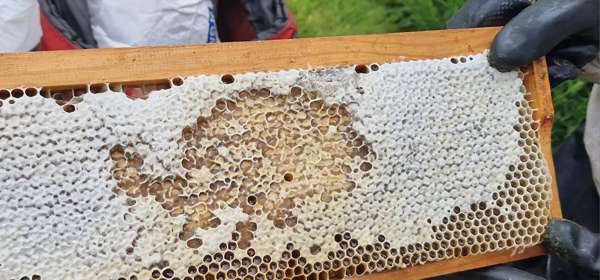Photo of  honeycomb being removed from a hive