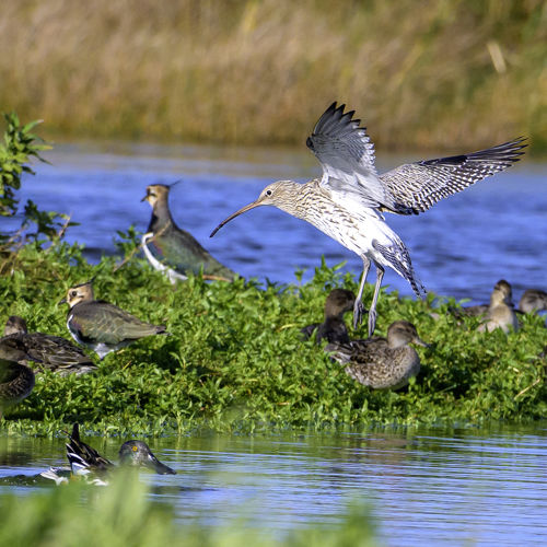 A curlew landing next to some lapwings and shovelers on an island next to water at Restharrow Scrape.