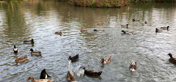 Gazen Salts Nature Reserve