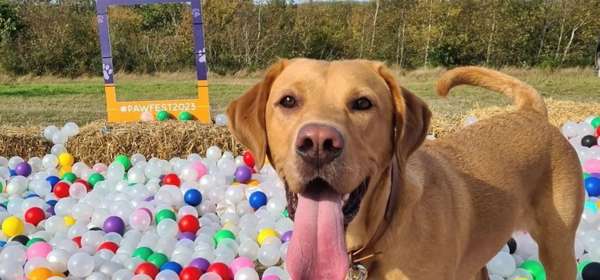 A dog in a ball pool