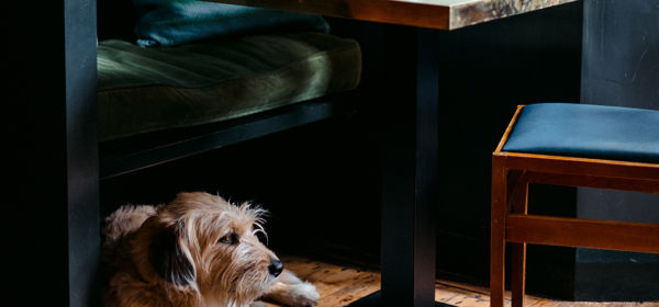 A brown and white dog lying on a wooden floor under a bench next to a table laid with food and a glass of wine