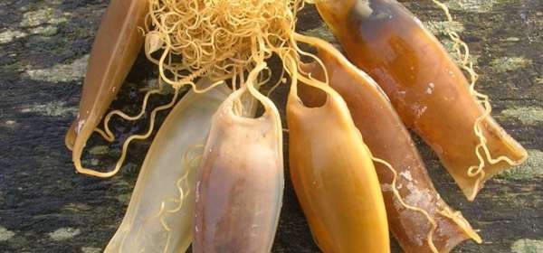 Photo of a sea creature