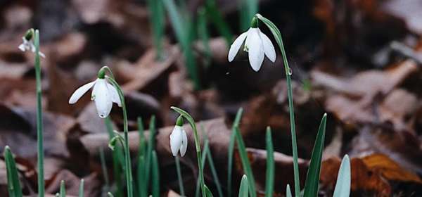 Snowdrops and fallen leaves
