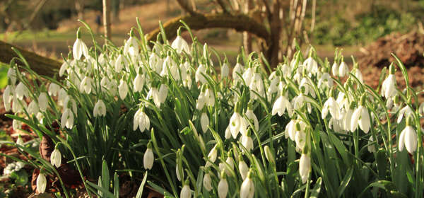 Snowdrops at Kearsney Abbey