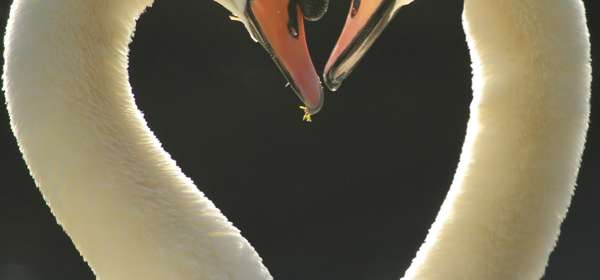 Two swans making a heart shape with their necks